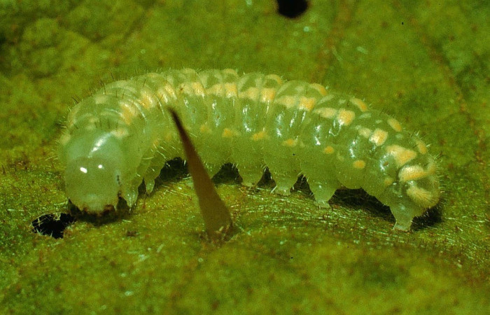 Fig. 6. Vista lateral y de la cabeza <i>Dircenna relata</i> (Nymphalidae). Voucher: 95-SRNP-456.1-DHJ21855.jpg       