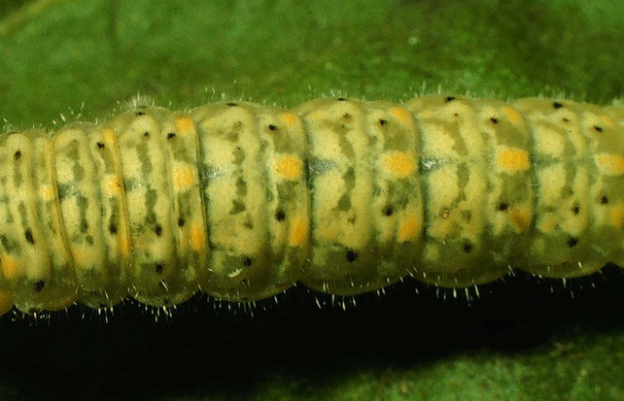 Fig. 5. Vista dorsal de la larva de <i>Dircenna relata</i> (Nymphalidae) en la planta hospedera <i>Solanum hirtum</i> (Solanaceae). Voucher: 98-SRNP-4229-DHJ45125.jpg        
