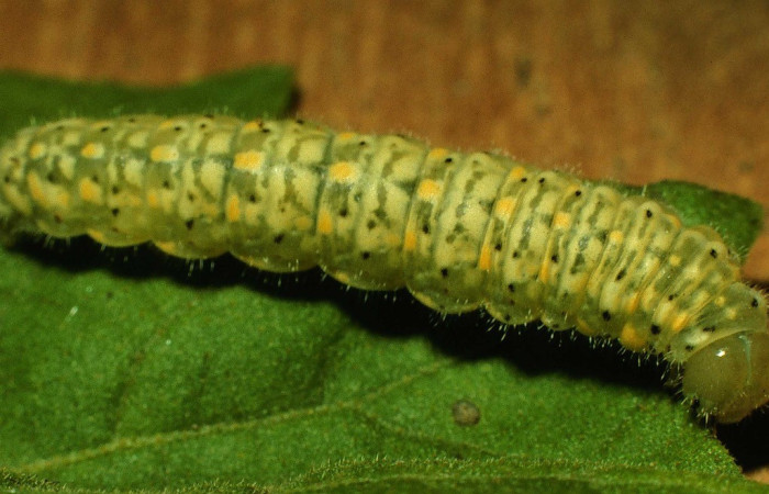 Fig. 1. Vista dorsal entero de larva <i>Dircenna relata</i> (Nymphalidae), en último estadio. Esta se alimenta de <i>Solanum hirtum</i> (Solanaceae). Voucher: 98-SRNP-4229-DHJ45126.jpeg        