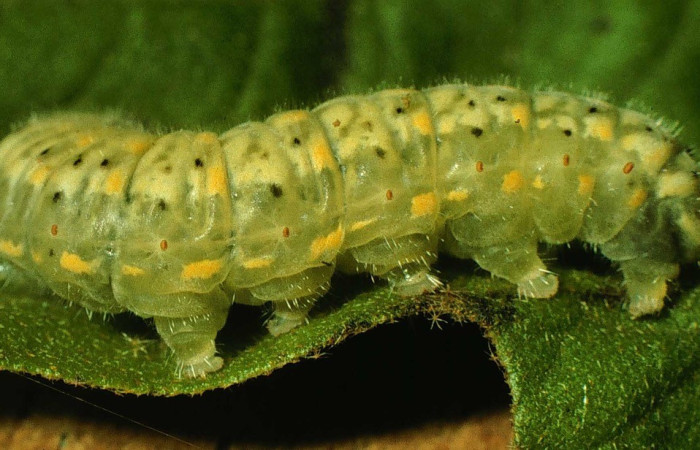 Fig. 2. Vista lateral trasera de la larva <i>Dircenna relata</i> (Nymphalidae). Foto de larva en su planta hospedera <i>Solanum hirtum</i> (Solanaceae). Voucher: 98-SRNP-4229-DHJ45127.jpg        