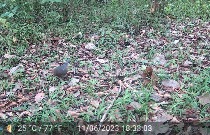 Figura. 8. <i>Crypturellus soui</i> (Tinamidae), foto captada por cámara trampa, 11 Junio 2023, en Estación Biológica Wege, Sector Rincón Rain Forest, Area de Conservación Guanacaste (ACG) (346m). Foto:DSCF0119.JPG.