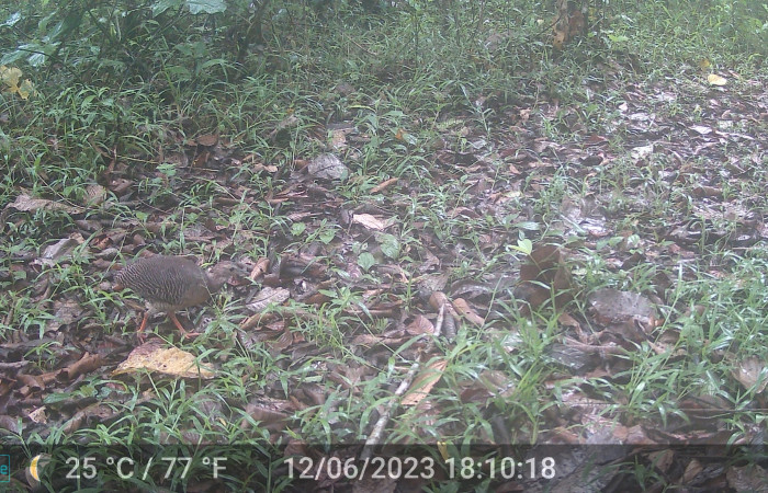 Figura. 9. <i>Crypturellus cinnamomeus</i> (Tinamidae), foto captada por cámara trampa, 12 Junio 2023, en Estación Biológica Wege, Sector Rincón Rain Forest, Area de Conservación Guanacaste (ACG) (346m). Foto:DSCF0121.JPG.
