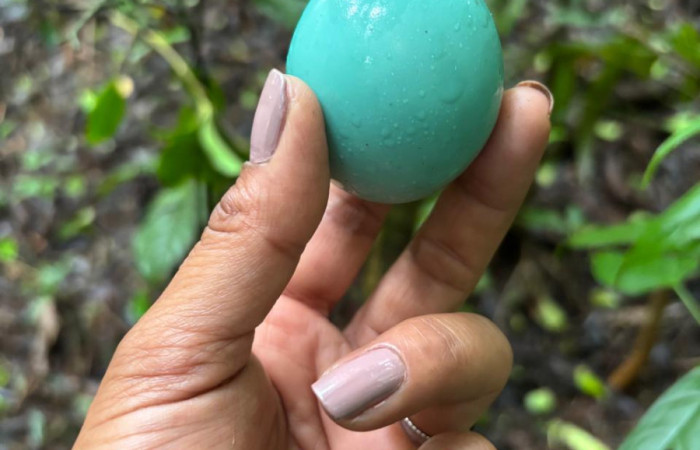 Figura. 4. Huevo de <i>Tinamú</i> (Tinamidae), ubicado solitario y visible sobre sendero, foto captada con celular 19 Julio 2025, en Sendero Pinyal Sector San Cristóbal, Area de Conservación Guanacaste (ACG) (630m). Foto: Gloria Siezar. Foto:IMG-20250719-WA0156.jpg.