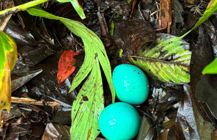 Figura. 3. Huevos de <i>Tinamú</i> (Tinamidae), ubicados tronco de un árbol, foto captada con celular 20 Julio 2025, en Estación Biológica San Gerardo, Sector San Cristóbal, Area de Conservación Guanacaste (ACG) (630m). Foto: Gloria Siezar. Foto:IMG-20250722-WA0000.jpg.