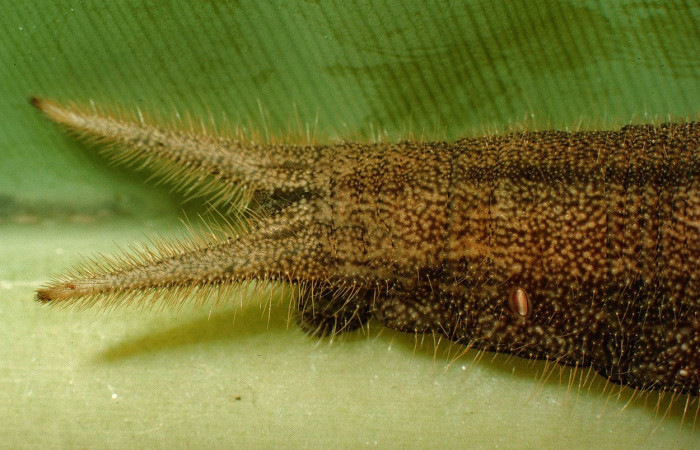 Figura 11. Parte posterior <i>Caligo menus</i>, (Nymphalidae), en la planta <i>Musa acuminata</i> (Musaceae). Sector Cacao, Estación Gongora, (elevación 675 metros). Colectada 3 junio 1995. (95-SRNP-4556-DHJ23002.jpg).