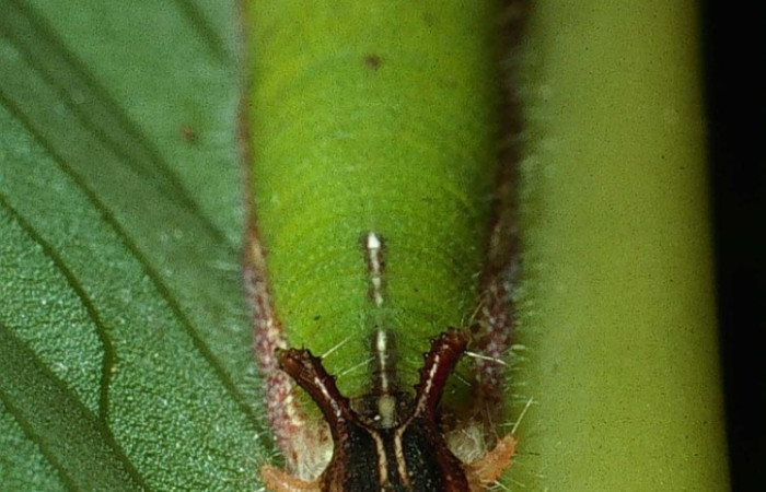 Figura 1. Cabeza <i>Caligo menus</i>, (Nymphalidae), en la planta <i>Calathea macrosepala</i> (Marantaceae). Sector Santa Rosa, Cafetal, (elevación 280 metros). Colectada 28 octubre 2002. (02-SRNP-32260-DHJ71361.jpg).