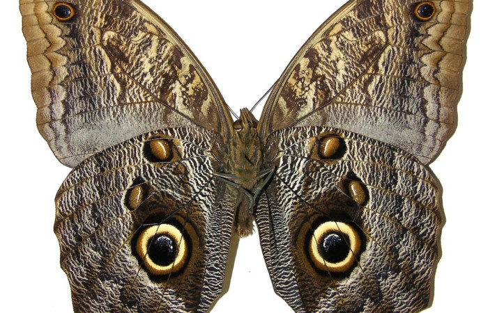 Figura 20. Adulto <i>Caligo menus</i> (Nymphalidae), posición vista ventral. (02-SRNP-23605-DHJ308489).