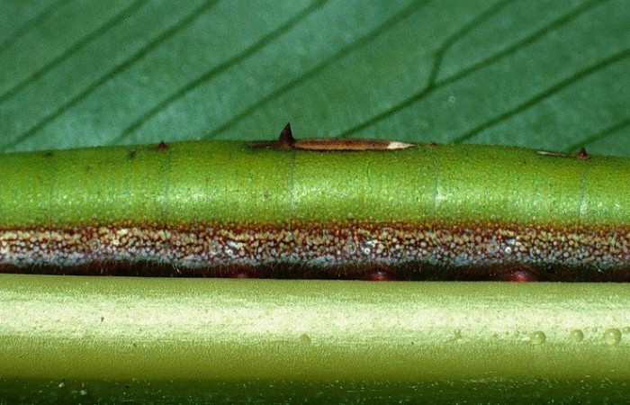 Figura 2. Lateral entero <i>Caligo menus</i>, (Nymphalidae), en la planta <i>Calathea macrosepala</i> (Marantaceae). Sector Santa Rosa, Cafetal, (elevación 280 metros). Colectada 28 octubre 2002. (02-SRNP-32260-DHJ71358.jpg).