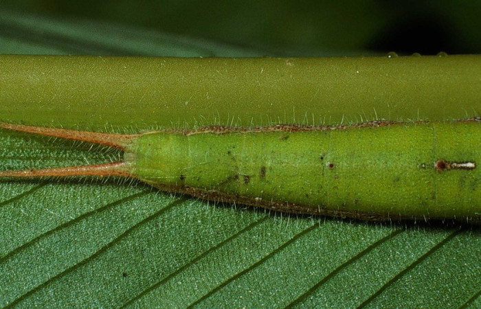 Figura 4. Parte posterior <i>Caligo menus</i>, (Nymphalidae), en la planta <i>Calathea macrosepala</i> (Marantaceae). Sector Santa Rosa, Cafetal, (elevación 280 metros). Colectada 28 octubre 2002. (02-SRNP-32260-DHJ71360.jpg).