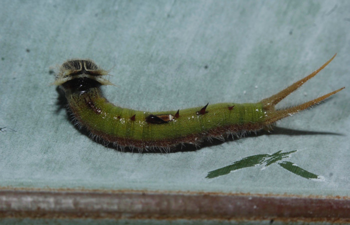 Figura 6. Dorsal entero <i>Caligo menus</i>, (Nymphalidae), en la planta <i>Heliconia pogonantha</i> (Heliconiaceae). Sector Rincon Rain Forest, Sendero Río Niño, (elevación 64 metros). Colectada 4 marzo 2017. (17-SRNP-26348-DHJ731046.jpg).