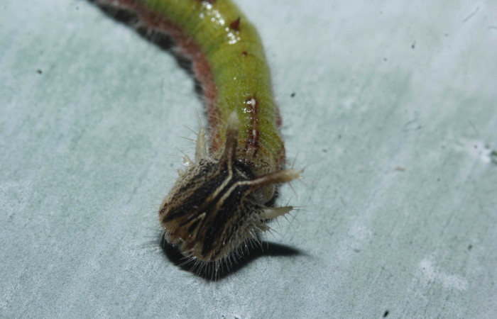 Figura 8. Cabeza <i>Caligo menus</i>, (Nymphalidae), en la planta <i>Heliconia pogonantha</i> (Heliconiaceae). Sector Rincon Rain Forest, Sendero Río Niño, (elevación 64 metros). Colectada 4 marzo 2017. (17-SRNP-26348-DHJ731047.jpg).