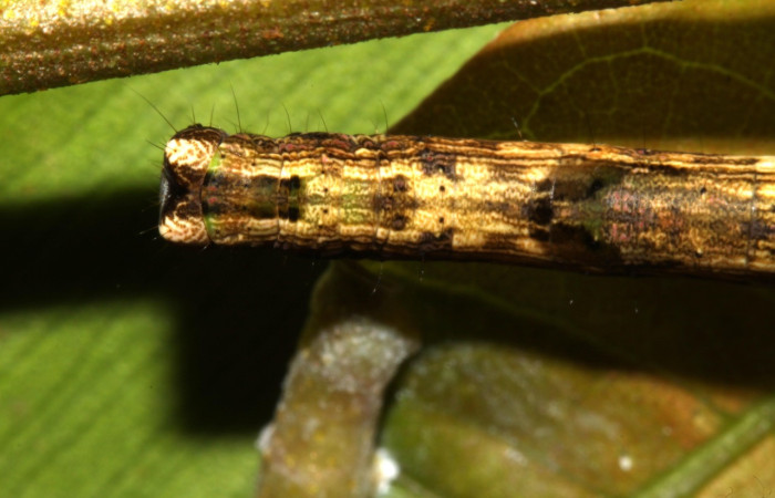 Figura 10. Larva <i>Pero</i> tabithaDHJ03 (Geometridae), color café, posición dorsal, último estadio, mide 38 mm aproximadamente. Planta hospedera <i>Celtis iguanaea</i> (Cannabaceae). Voucher: 13-SRNP-30611-DHJ700730.jpg.