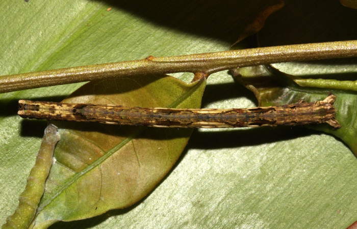 Figura 13. Larva <i>Pero</i> tabithaDHJ03 (Geometridae), color café, posición dorsal frontal, último estadio, mide 38 mm aproximadamente. Planta hospedera <i>Alfaroa manningii</i> (Juglandaceae). Voucher: 13-SRNP-30611-DHJ700728.jpg.