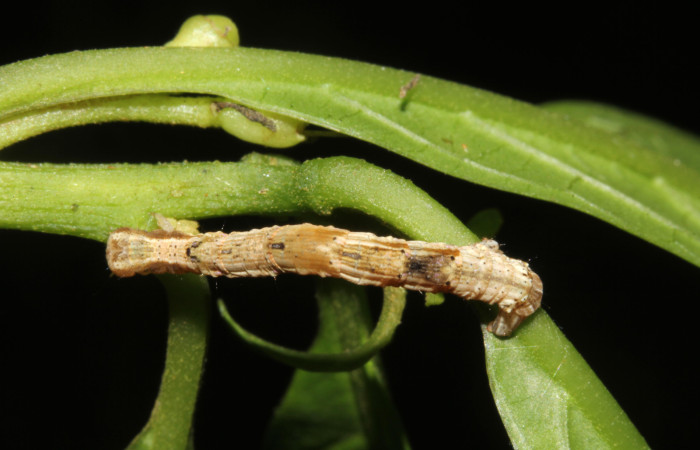 Figura 3. Larva <i>Pero tabitha</i> (Geometridae), color crema con manchas cafés, posición dorsal, cuarto estadio, mide 30 mm aproximadamente. Planta hospedera <i>Cestrum racemosum</i> (Solanaceae). Voucher: 19-SRNP-40583-DHJ767592.jpg.