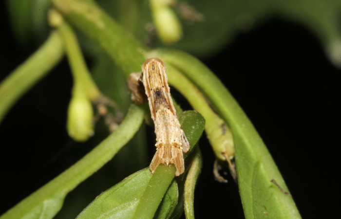 Figura 5. Larva <i>Pero tabitha</i> (Geometridae), color crema con manchas cafés, posición tracera, cuarto estadio, mide 30 mm aproximadamente. Planta hospedera <i>Cestrum racemosum</i> (Solanaceae). Voucher: 19-SRNP-40583-DHJ767591.jpg.