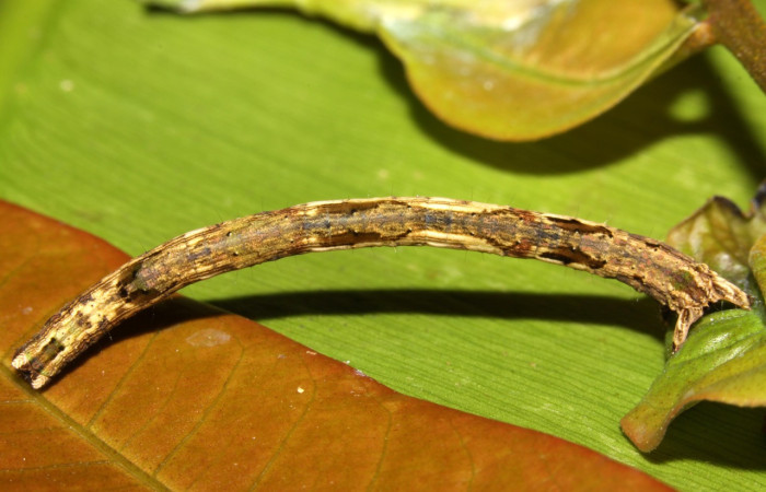 Figura 6. Larva <i>Pero</i> tabithaDHJ03 (Geometridae), color crema con manchas cafés, posición dorsal, cuarto estadio, mide 30 mm aproximadamente. Planta hospedera <i>Cestrum racemosum</i> (Solanaceae). Voucher: 13-SRNP-30611-DHJ700724.jpg.