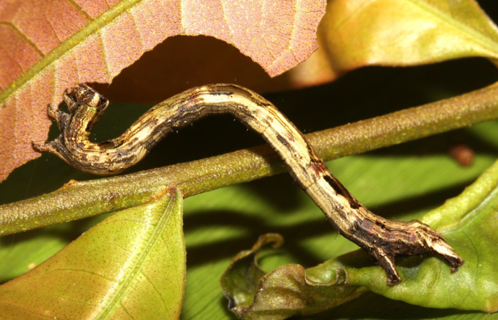 Figura 7. Larva <i>Pero</i> tabithaDHJ03 (Geometridae), color crema con manchas cafés, posición lateral, cuarto estadio, mide 30 mm aproximadamente. Planta hospedera <i>Cestrum racemosum</i> (Solanaceae). Voucher: 13-SRNP-30611-DHJ700718.jpg.