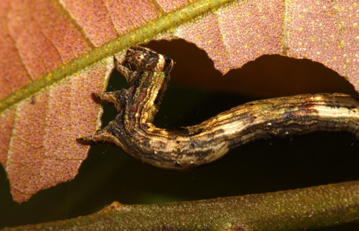 Figura 8. Larva <i>Pero</i> tabithaDHJ03 (Geometridae), color café, posición lateral tracera, último estadio, mide 44 mm aproximadamente. Planta hospedera <i>Celtis iguanaea</i> (Cannabaceae). Voucher: 13-SRNP-30611-DHJ700719.jpg.