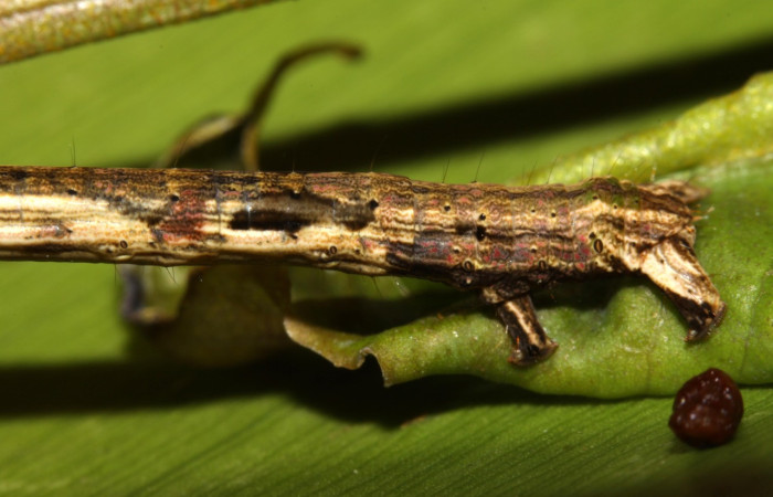 Figura 9. Larva <i>Pero</i> tabithaDHJ03 (Geometridae), color café, posición lateral frontal, último estadio, mide 44 mm aproximadamente. Planta hospedera <i>Celtis iguanaea</i> (Cannabaceae). Voucher: 13-SRNP-30611-DHJ700731.jpg.