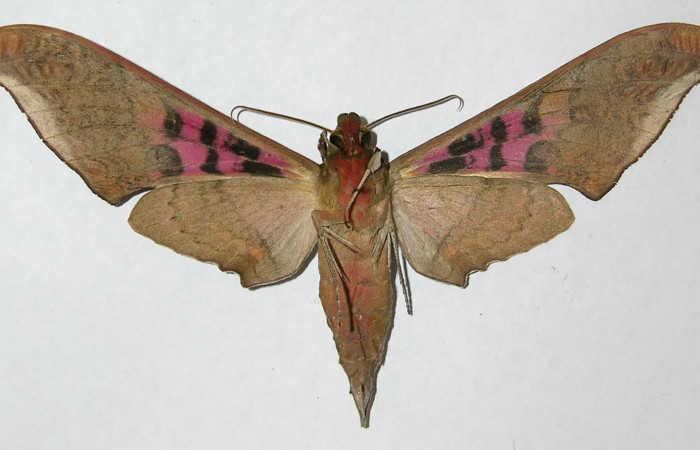 Fig. 02. Macho de <i>Adhemarius gannascus</i> (Sphingidae), vista ventral, 125mm de longitud. Voucher: 06-SRNP-5754-DHJ347371.jpg.