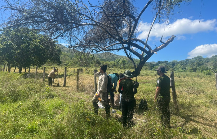 Mitigación de conflicto de felinos con humanos Foto: Jossie Hernández