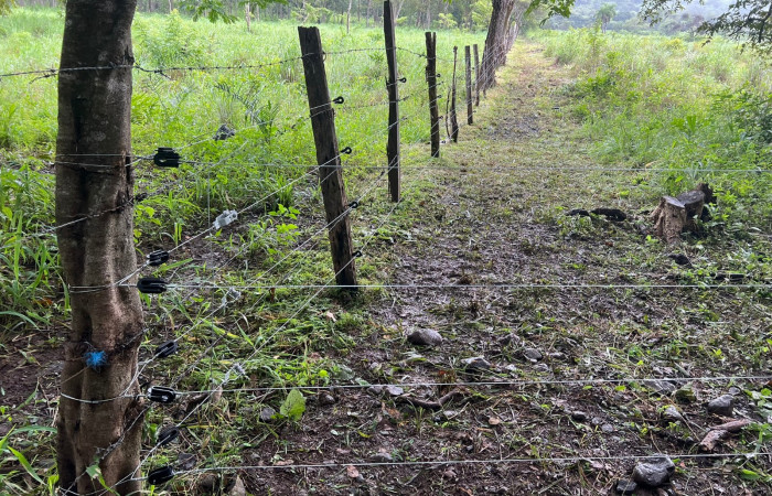 Mitigación de conflicto de felinos con humanos Foto: Jossie Hernández