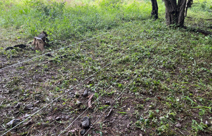 Mitigación de conflicto de felinos con humanos Foto: Jossie Hernández