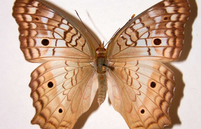 Fig. 1 Adulto <i>Anartia jatrophae</i> (Nymphalidae), vista dorsal mide 57mm. Quebrada  San Pancho, Sector Horizontes, 90 m. 97-SRNP-10097-DHJ34456.