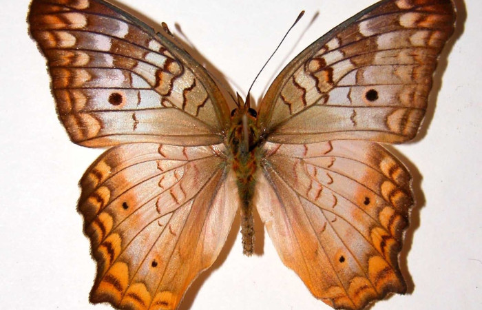 Fig. 3 Adulto <i>Anartia jatrophae</i> (Nymphalidae), vista ventral mide 57mm. Ojochal, Sector Santa Rosa, 97-SRNP-10103-DHJ39000.