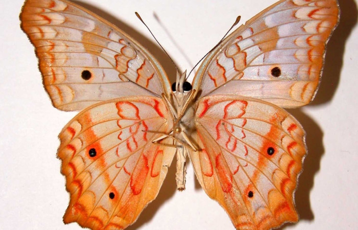 Fig. 3 Adulto <i>Anartia jatrophae</i> (Nymphalidae), vista ventral mide 57mm. Ojochal, Sector Santa Rosa, 97-SRNP-10103-DHJ39001.