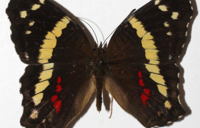 Fig. 7 Adulto <i>Anartia fatiga</i> (Nymphalidae), vista dorsal mide 49mm.  Rio Areno, Sector San Cristóbal 460 m. 18-SRNP-623-DHJ938386.