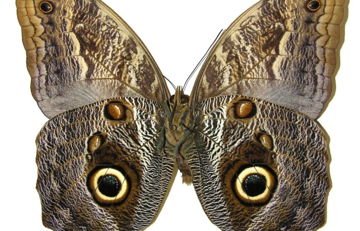 Figura 16. Adulto <i>Caligo menus</i> (Nymphalidae), posición vista ventral. (02-SRNP-23601-DHJ308323).