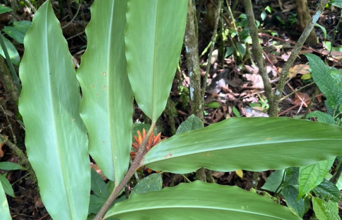 Figura 23. Hojas <i>Renealmia Cernua</i>, (Zingiberaceae), hospedera de <i>Caligo menus[/I], (Nymphalidae).