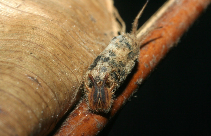 Figura 5.  Capullo de parásito Hyposoter INB-12, de la familia (Ichneumonidae), puesto en la larva <i>Caligo menus</i>, (08-SRNP-20540-DHJ462251.jpg).