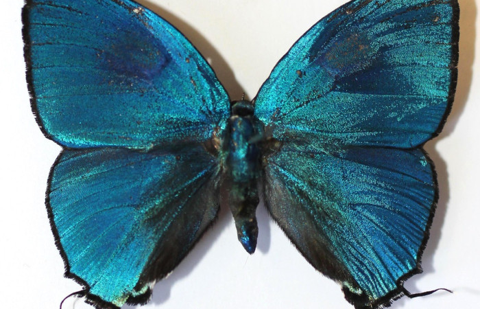  Adulto en posición dorsal de <i>Theritas hemon</i> (Lycaenidae). Sector Rincon Rain Forest, Sendero Venado. Voucher 14-SRNP-42640-DHJ589926.