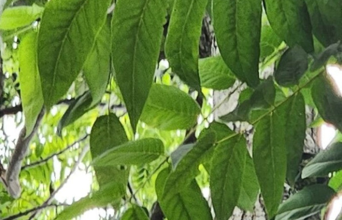  <i>Cedrela odorata</i> (Meliaceae), planta hospedera de <i>Theritas hemon</i> (Lycaenidae). Tomado de PlantNet, Área de Conservación Guanacaste, Costa Rica.