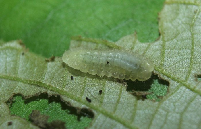  Larva en posición lateral de <i>Theritas hemon</i> (Lycaenidae). Sector Pitilla, Medrano.Voucher 14-SRNP-72281-DHJ726711.jpg.