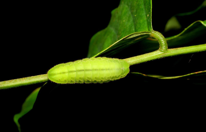  Larva en posición dorsal de <i>Theritas hemon</i> (Lycaenidae).PU estadio. Sector San Cristóbal, Rió Blanco Abajo.Voucher 07-SRNP-2902-DHJ425891.jpg.
