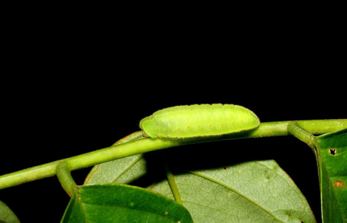  Larva en posición lateral de <i>Theritas hemon</i> (Lycaenidae).PU estadio. Sector San 	Cristóbal, Rió Blanco Abajo.Voucher 07-SRNP-2902-DHJ425893.jpg.
