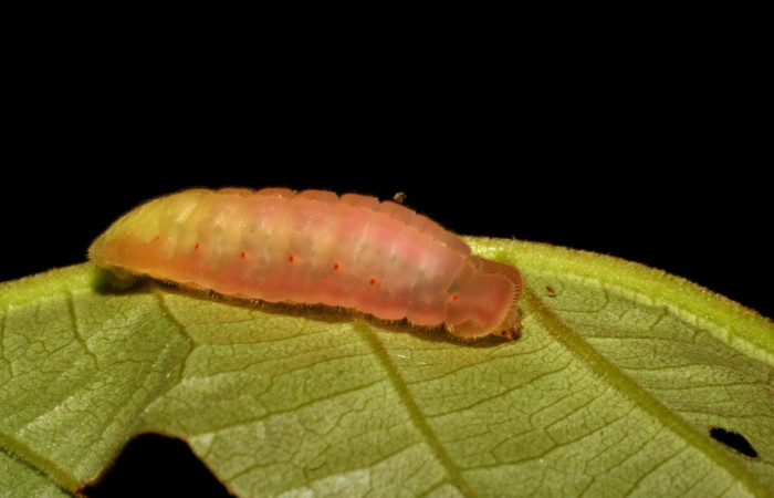 Larva en posición lateral de <i>Theritas hemon</i> (Lycaenidae). PU estadio. Sector Rincon Rain Forest, Garzasol.Voucher 07-SRNP-42730-DHJ434828.jpg.