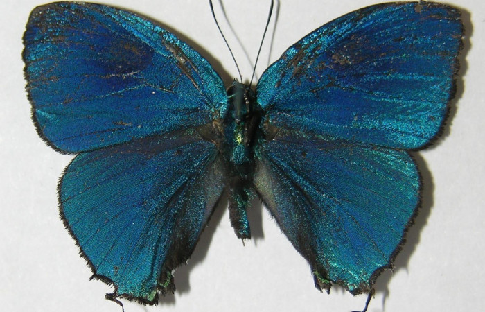  Adulto en posición dorsal de <i>Theritas hemon</i> (Lycaenidae). Sector Pitilla, Leonel. Voucher 09-SRNP-70962-DHJ518410.