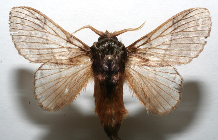 Figura 8. Adulto de <i>Euglyphis fibra</i> (Lasiocampidae). Voucher:06-SRNP-103179-DHJ603179.jpg.