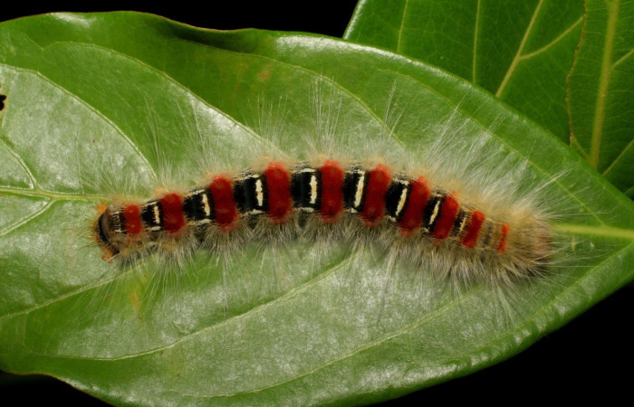 Figura 2. Larva de <i>Euglyphis jessieehillae</i> (Lasiocampidae). Parte lateral, PU estadio. Voucher: 03-SRNP-34849-DHJ79954.jpg.