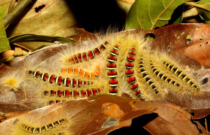 Figura 4. Larva de <i>Euglyphis fibra</i> (Lasiocampidae). Parte dorsal. PU estadio. Voucher: 22-SRNP-65204-DHJ791345.JPG.