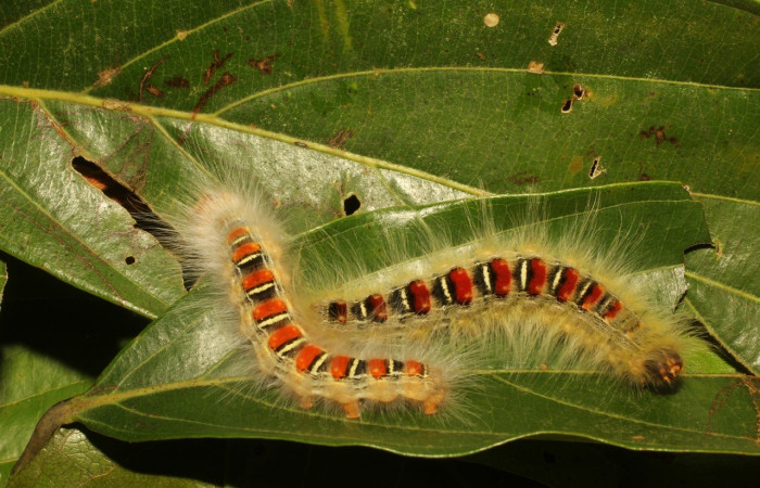 Figura 5. Larva de <i>Euglyphis fibra</i> (Lasiocampidae). Parte dorsal, PU estadio. Voucher: 22-SRNP-65204-DHJ791352.JPG.