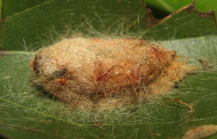 Figura 6. Capullo de <i>Euglyphis fibra</i> (Lasiocampidae). Voucher: 22-SRNP-70833-DHJ781161.jpg.