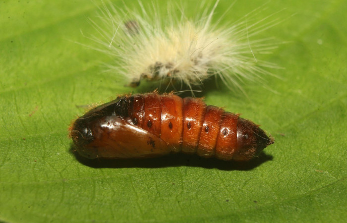 Figura 7. Pupa de <i>Euglyphis fibra</i> (Lasiocampidae). Voucher: 22-SRNP-70897-DHJ781258.jpg.