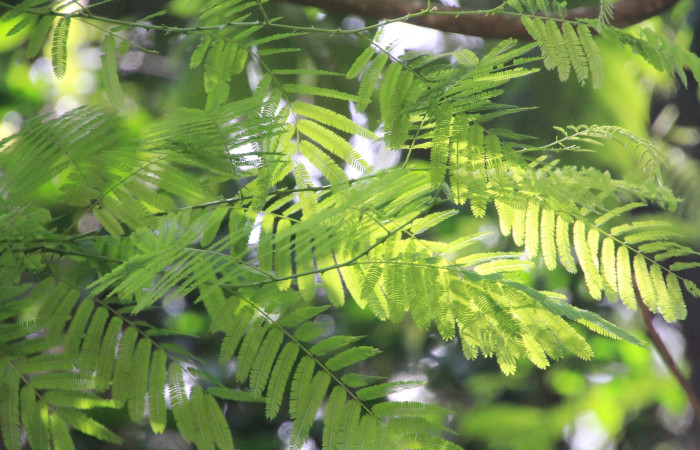En (Fig. 13) Podemos observar planta <i>Senegalia tenuifolia</i> (Fabaceae) hospedera de larva <i>Automeris zurobara</i> (Saturnidae).