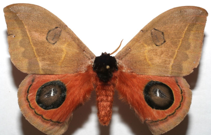 Fig. 1 Adulto <i>Automeris zurobara</i> (Saturnidae), vista dorsal mide 75mm. Quebrada  San Pancho, Sector Horizontes, 90 m. 07-SRNP-111955-DHJ621919.jpg