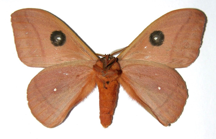 Fig. 2 Adulto <i>Automeris zurobara</i> (Saturnidae), vista dorsal mide 75mm. Quebrada  San Pancho, Sector Horizontes, 90 m. 05-SRNP-16629-DHJ327013